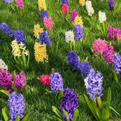 Jacinthes en mélange - Parfum et couleurs au jardin