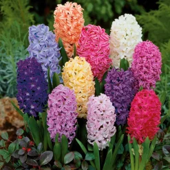 Jacinthes en mélange - Parfum et couleurs au jardin