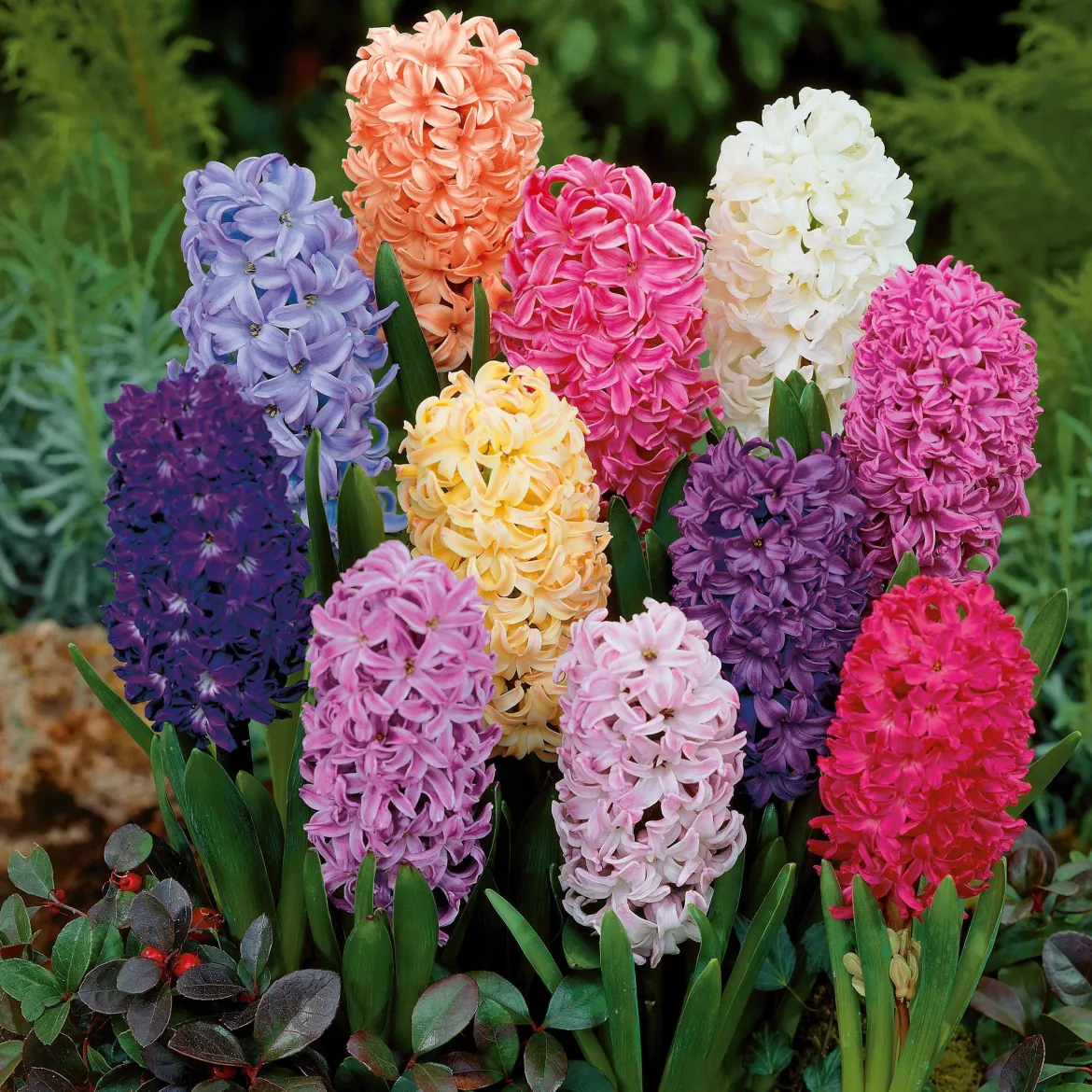 Jacinthes en mélange - Parfum et couleurs au jardin