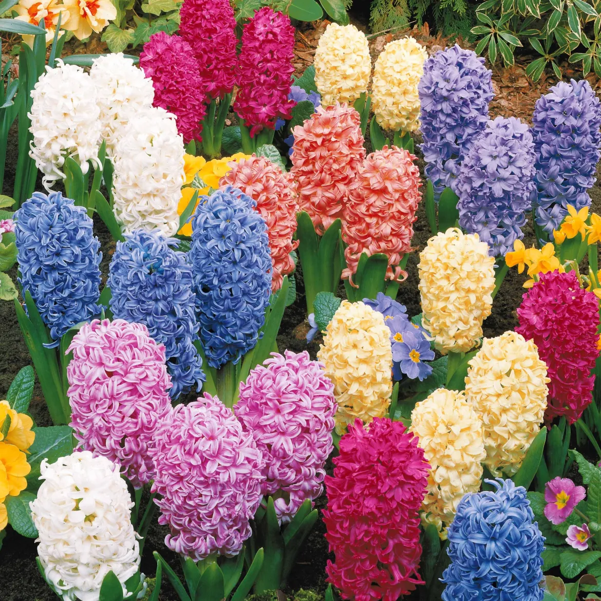 Jacinthes en mélange - Parfum et couleurs au jardin