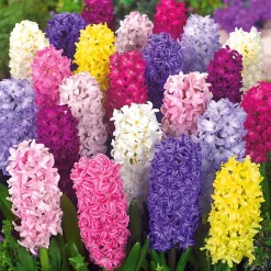 Jacinthes en mélange - Parfum et couleurs au jardin
