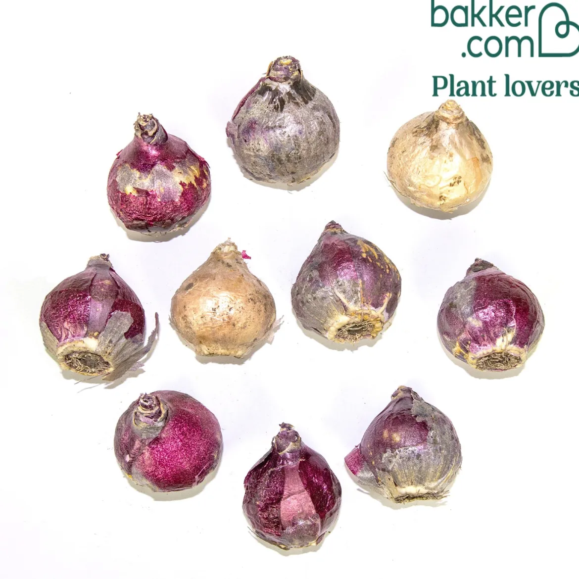 Jacinthes en mélange - Parfum et couleurs au jardin