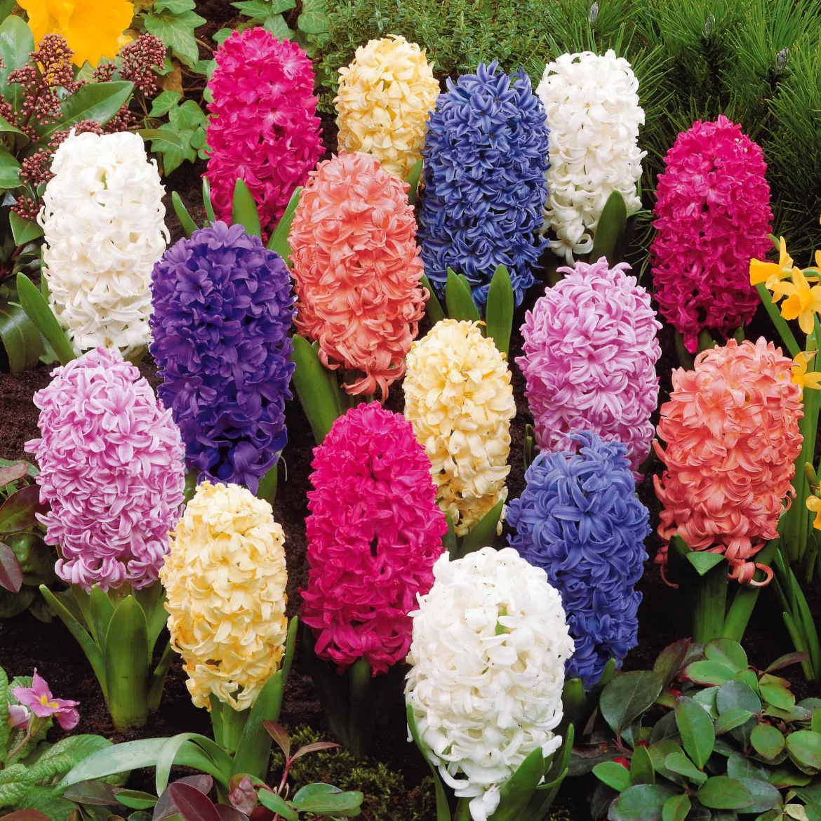 Jacinthes en mélange - Parfum et couleurs au jardin