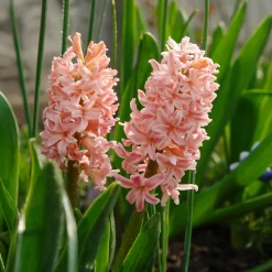 6 Jacinthes Gipsy Queen orange - Un parfum qui remplit tout