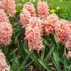 6 Jacinthes Gipsy Queen orange - Un parfum qui remplit tout