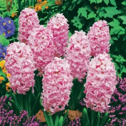 3 Jacinthes roses - Un parfum rose au jardin