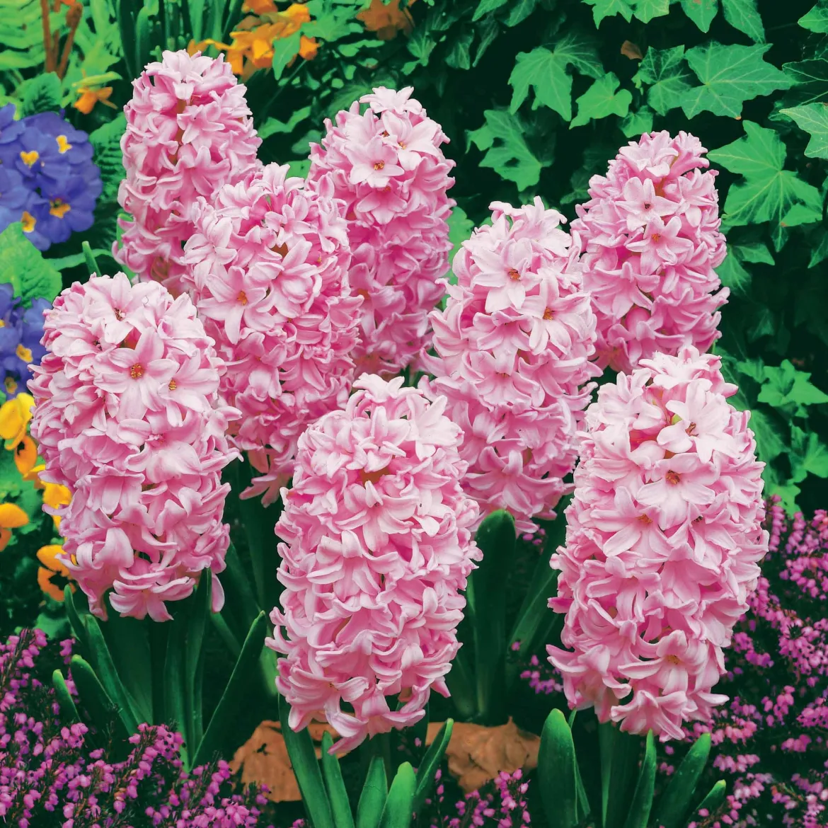 3 Jacinthes roses - Un parfum rose au jardin