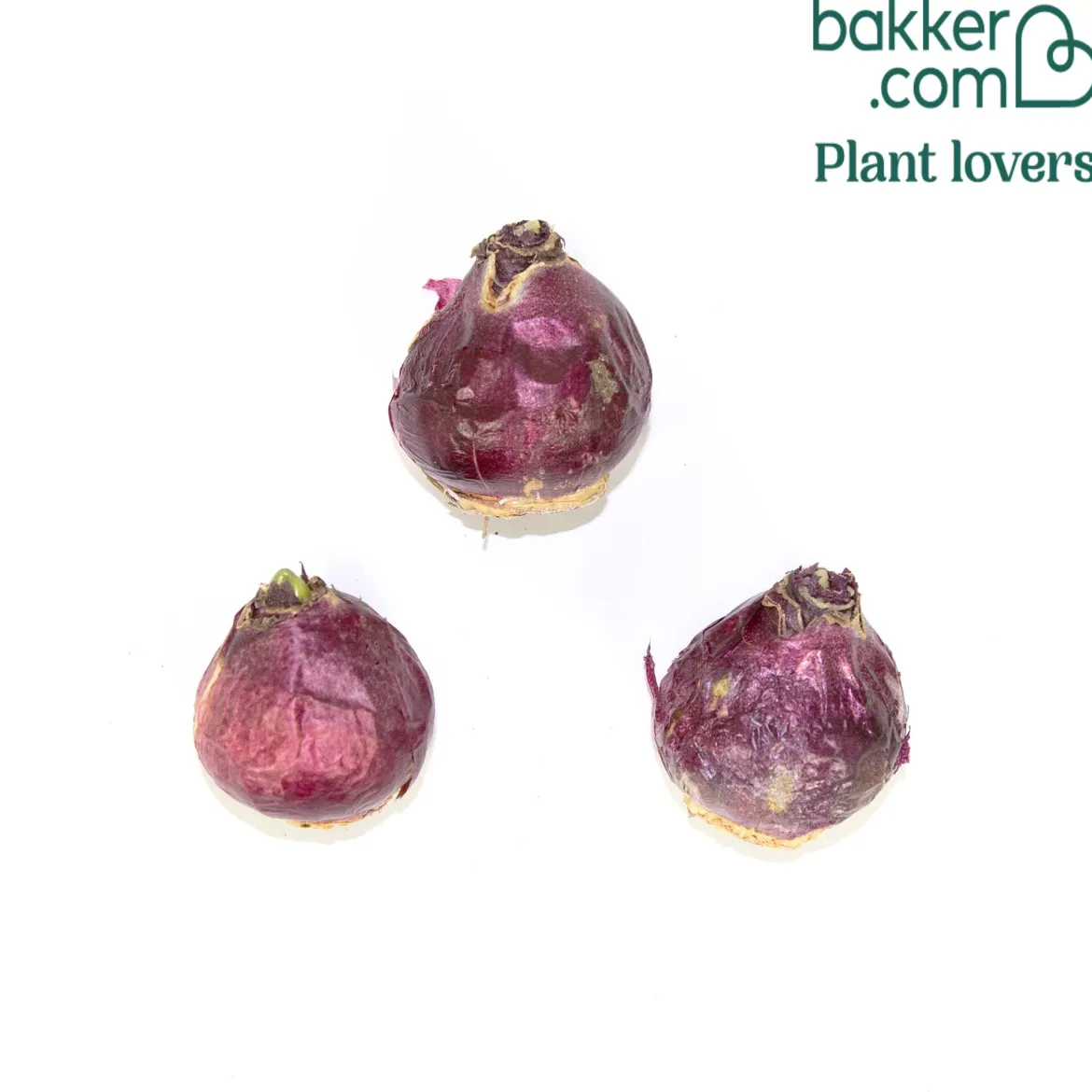 3 Jacinthes roses - Un parfum rose au jardin