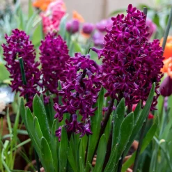6 Jacinthes Woodstock pourpre - Un parfum pourpre au jardin
