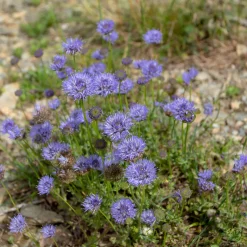 Jasione lisse Blaulicht - Des pompons bleus tout l'été