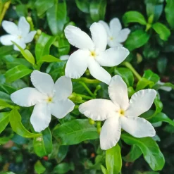 Jasmin blanc d'hiver - La grimpante la plus parfumée