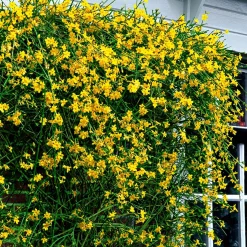 Jasmin d'hiver - Des fleurs jaunes en plein hiver