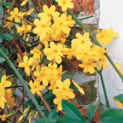 Jasmin d'hiver - Des fleurs jaunes en plein hiver