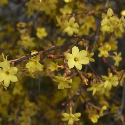 Jasmin d'hiver - Des fleurs jaunes en plein hiver