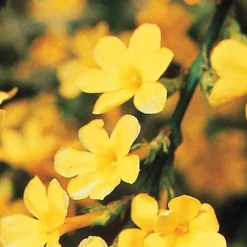 Jasmin d'hiver - Des fleurs jaunes en plein hiver