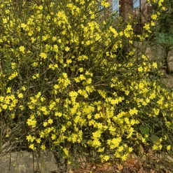 Jasmin d'hiver - Des fleurs jaunes en plein hiver