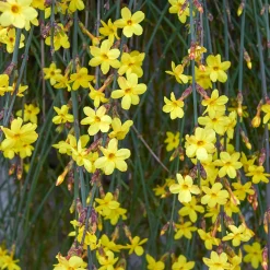 Jasmin d'hiver - Des fleurs jaunes en plein hiver
