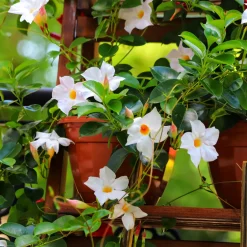 Jasmin du Brésil blanc - Cascade de fleurs tout l'été