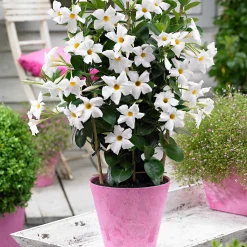 Jasmin du Brésil blanc - Cascade de fleurs tout l'été