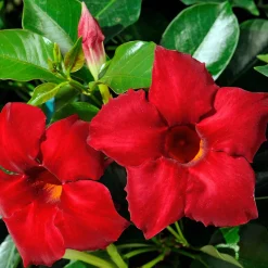 Jasmin du Brésil Dipladénia - Fleurit tout l'été sans effort