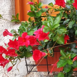 Jasmin du Brésil Dipladénia - Fleurit tout l'été sans effort