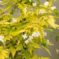 Jasmin officinal Fiona Sunrise - Un jasmin qui illumine tout