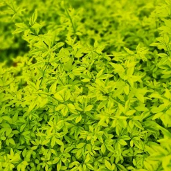Jasmin primevère Gold Touch® - Un mur d'or dès mars