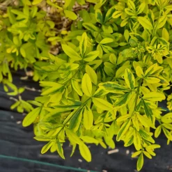 Jasmin primevère Gold Touch® - Un mur d'or dès mars