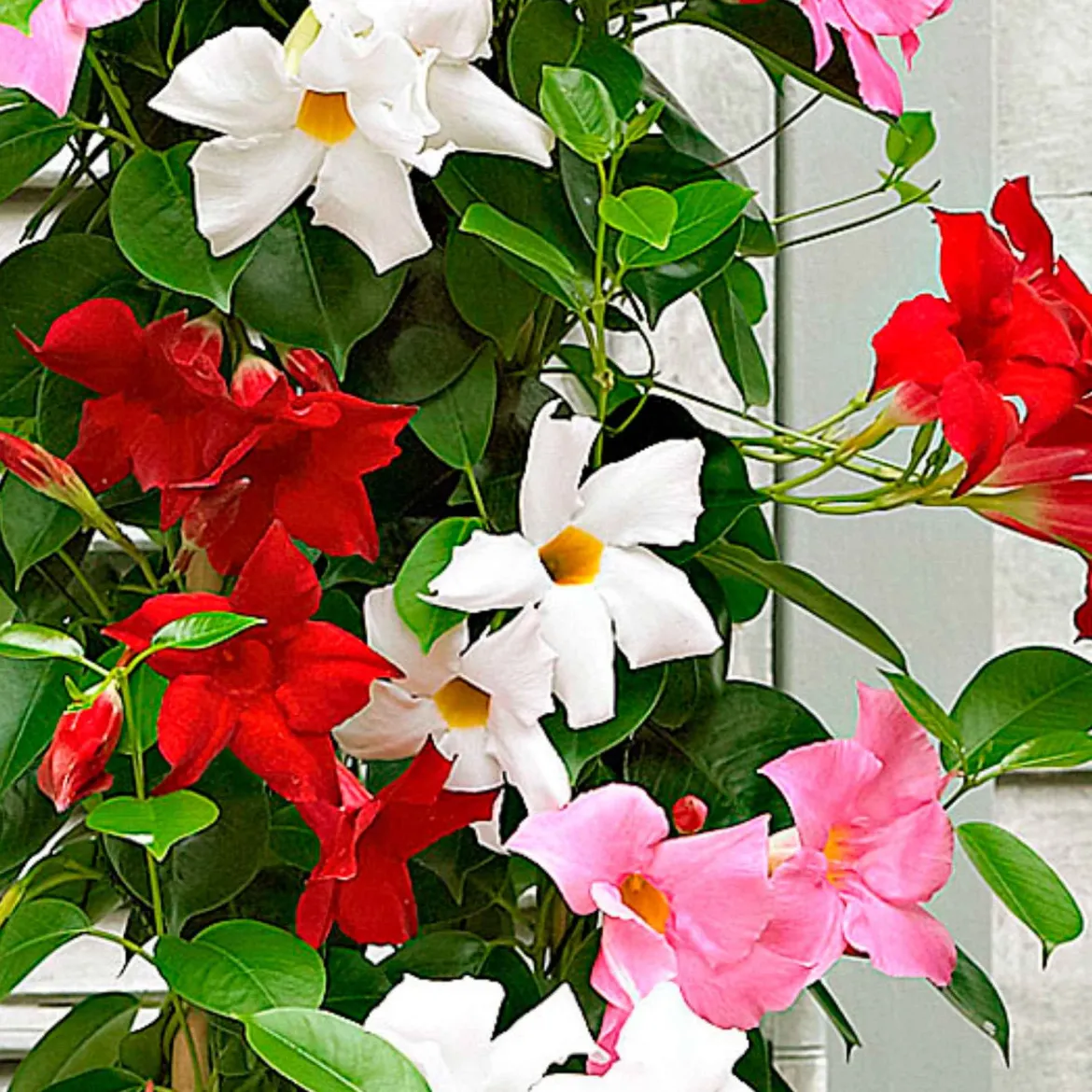 3 Jasmins du Brésil - Dipladenia en mélange - Fleurs tout l'été sans effort