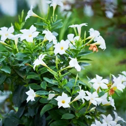 3 Jasmins du Brésil - Dipladenia en mélange - Fleurs tout l'été sans effort