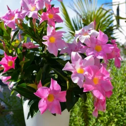 3 Jasmins du Brésil - Dipladenia en mélange - Fleurs tout l'été sans effort