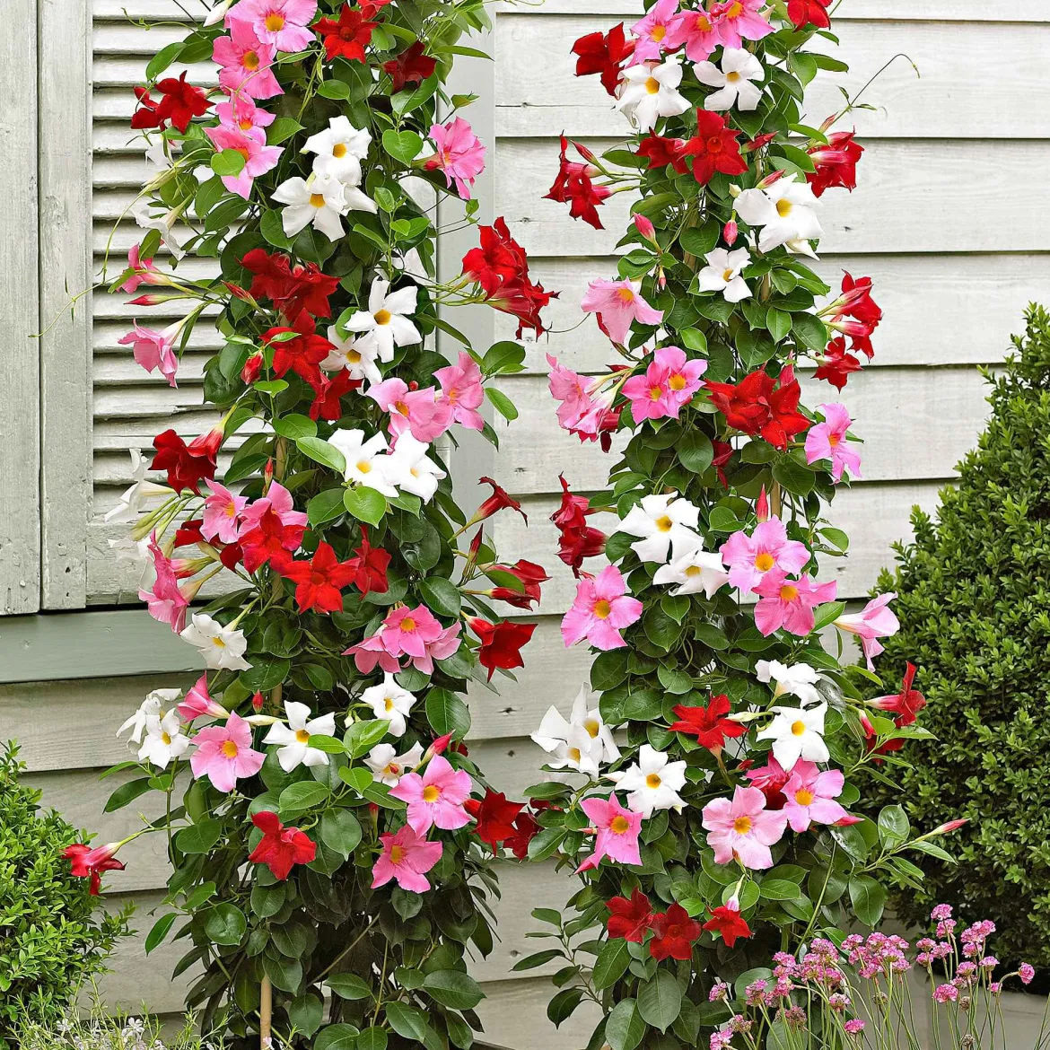 3 Jasmins du Brésil - Dipladenia en mélange - Fleurs tout l'été sans effort
