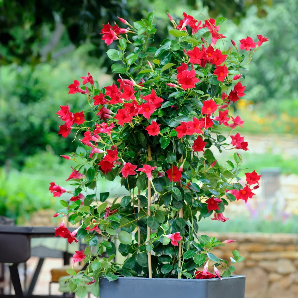 3 Jasmins du Brésil - Dipladenia en mélange - Fleurs tout l'été sans effort