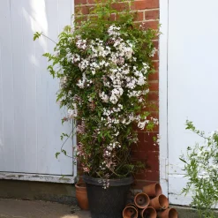 Jasmin Starry® Night - Un mur de fleurs parfumées