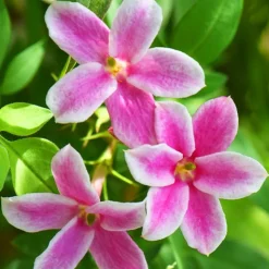 Jasmin Starry Summer Scent - Un été qui sent bon