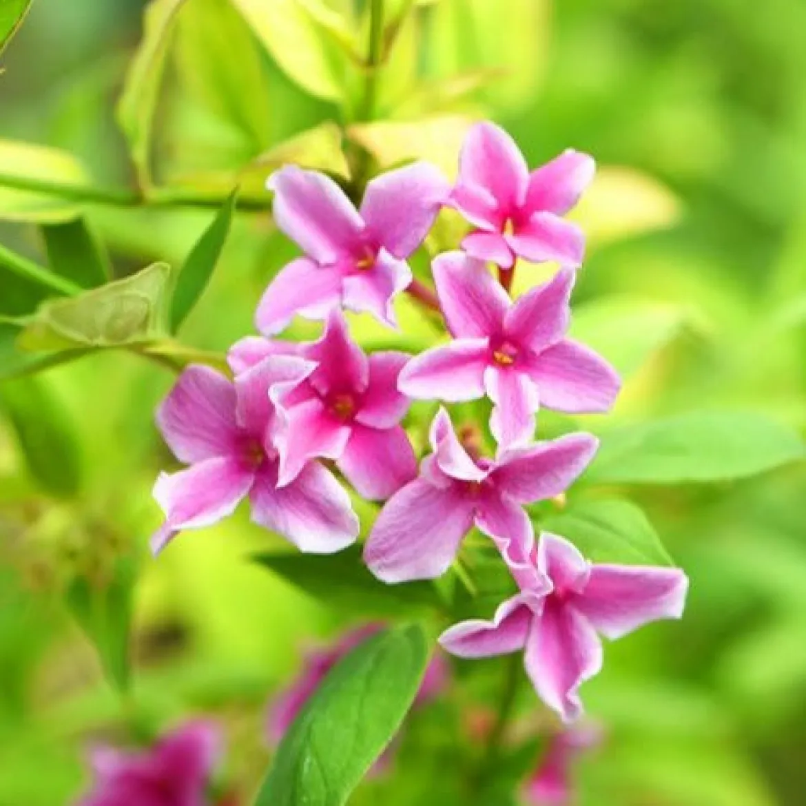 Jasmin Starry Summer Scent - Un été qui sent bon