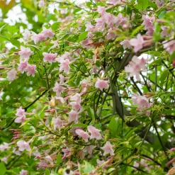 Jasmin stéphanois - Un mur de fleurs parfumées
