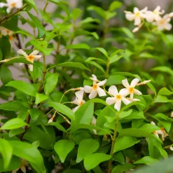 Jasmin étoilé jaune - Un mur fleuri et parfumé