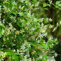 Jasmin étoilé jaune - Un mur fleuri et parfumé