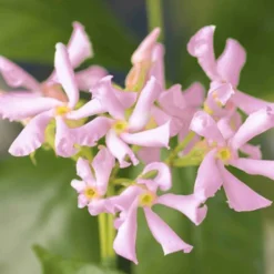Jasmin étoilé 'Star of Ibiza' - Un mur de fleurs parfumées