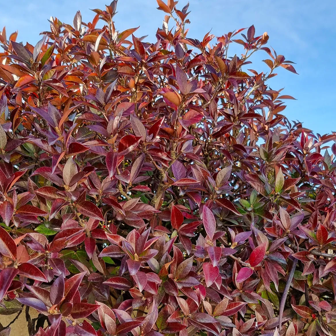 Jasmin étoilé Winter Ruby® - Un feuillage qui rougit l'hiver