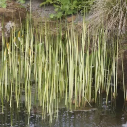 Jonc des chaisiers Albescens - Le jonc qui éclaire l'eau