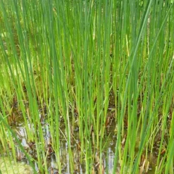 Jonc des chaisiers Jonc des tonneliers - Un bassin naturel en un geste