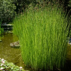 Jonc des chaisiers Jonc des tonneliers - Un bassin naturel en un geste