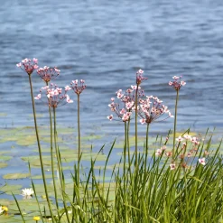 Jonc fleuri Butome en ombelle - La star rose de votre bassin