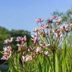 Jonc fleuri Butome en ombelle - La star rose de votre bassin