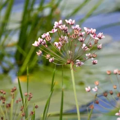 Jonc fleuri Butome en ombelle - La star rose de votre bassin