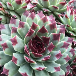 Joubarbe - Chick Charms ® Mint Marvel - Sempervivum - La rosette qui rougit au soleil