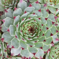 Joubarbe - Chick Charms ® Mint Marvel - Sempervivum - La rosette qui rougit au soleil