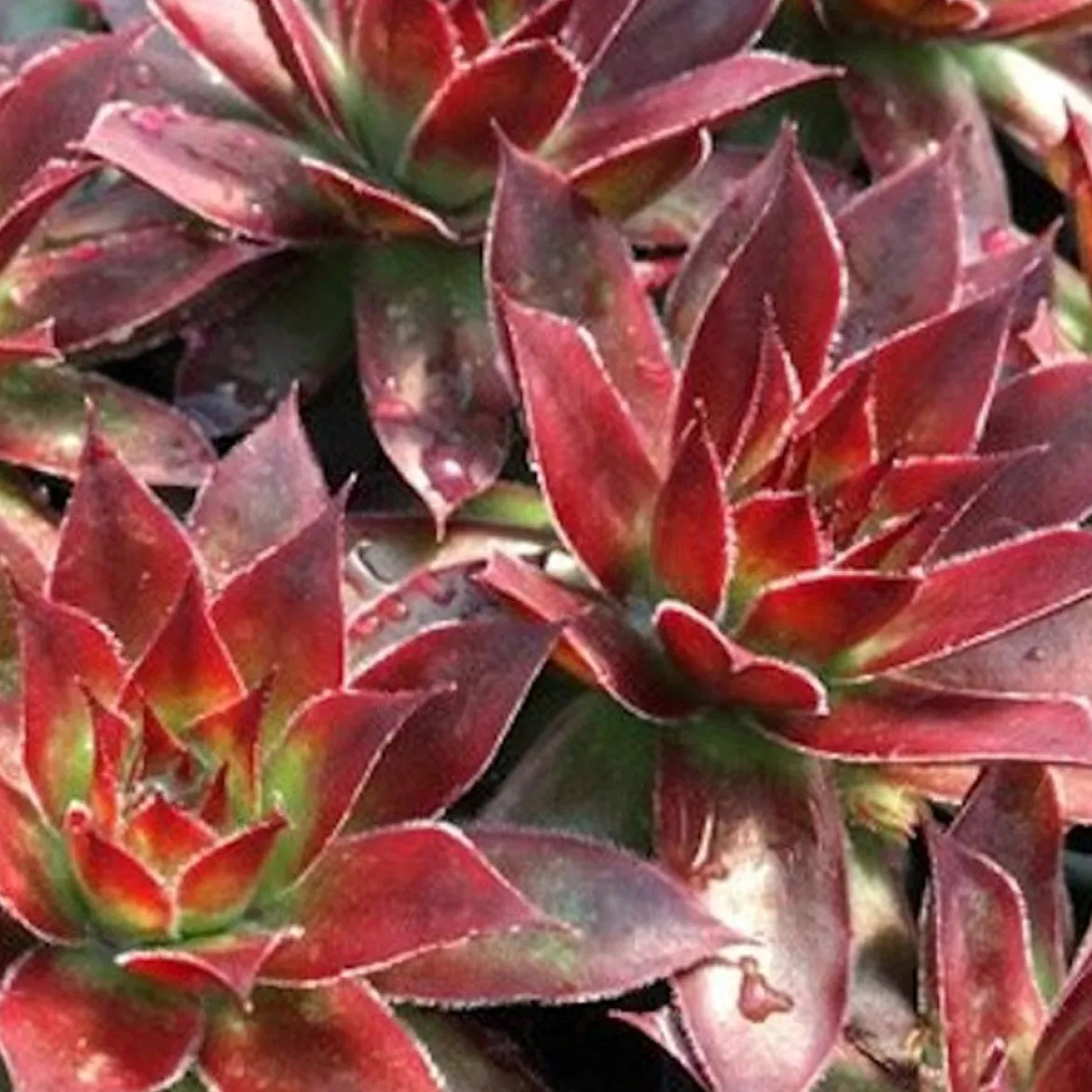 Joubarbe Chick Charms® - Sempervivum - Zéro arrosage, effet garanti